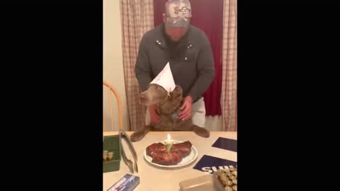 Clyde the dog from Utah gets a HUGE steak for its 7th birthday