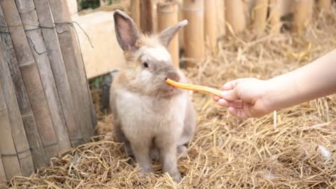 Cute rabbits in a cage eating a carrot