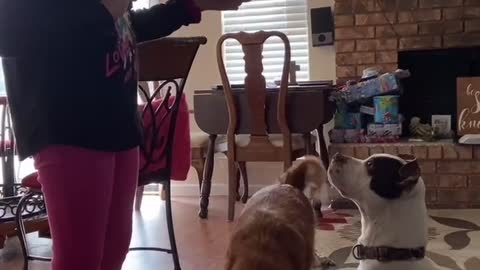 Training her pupies