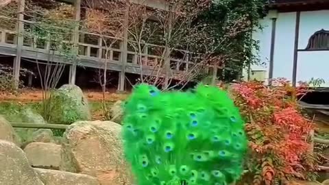 Amazing dance peacock