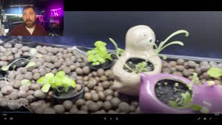 Waylon, The Indoor Farmer EP #14. Going Well, But How Can I Improve?