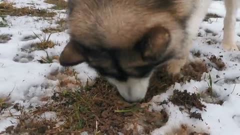 A Husky Dog Digging