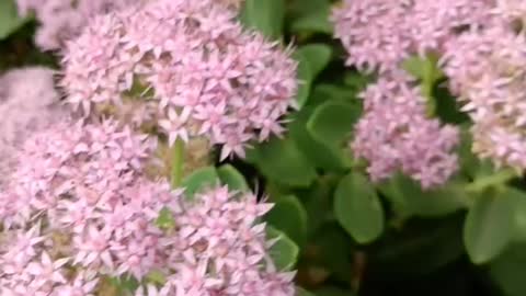 Lots of little pink flowers