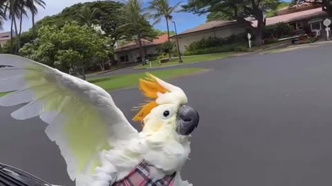 Cockatoo Sulphur-crested Doing A Dance