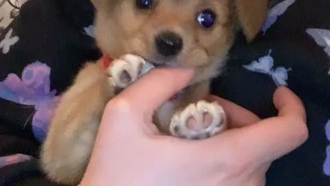 Cute Puppy Teething