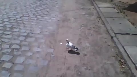 Trying to get close to a white pigeon, but it leaves me behind [Nature & Animals]