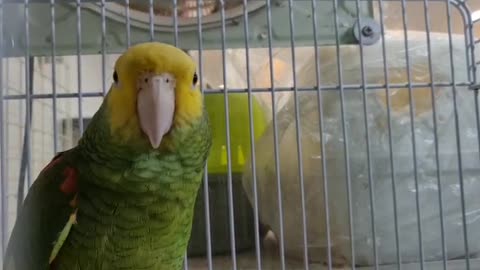 My Talking Parrot