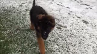 Dog with floppy ears running. Slow motion