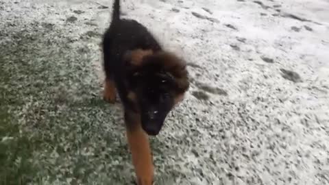 Dog with floppy ears running. Slow motion