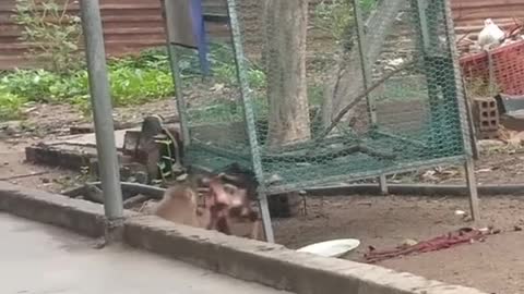 fight between monkey and a hen