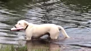 Crazy dog got the boat!