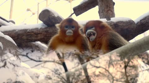 zoo des animaux 😍 😍 😍 😍