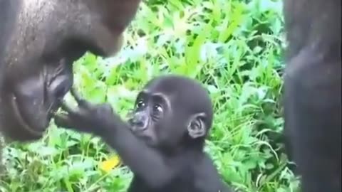 BABY GORILLA MEETS HIS DAD FOR THE FIRST TIME