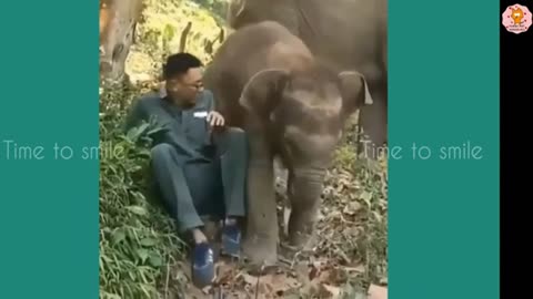 Funny Elephant Videos Compilation, animal videos