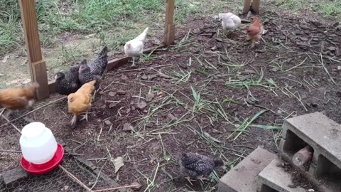 Chickens go crazy for no reason at all. Unexplainable.