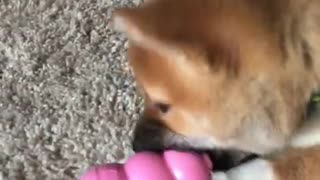 Shiba Inu + Kong Toy = Love