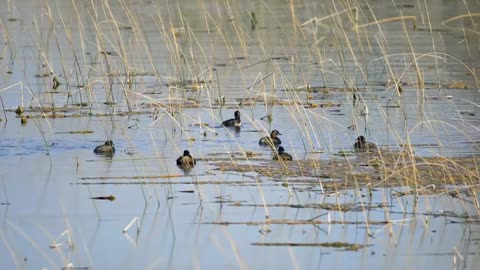 Birds floating on a pond - With great music