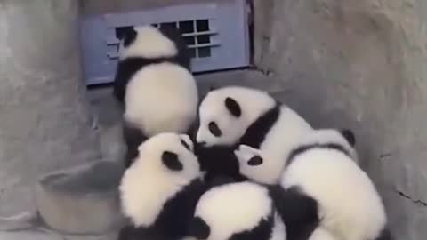 Cute Baby Pandas Playing With Each Others Funny Video [Cuddling]