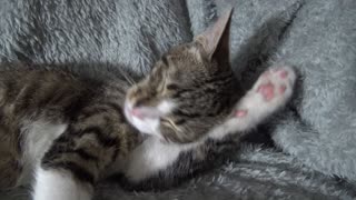 Rudolph the Baby Cat Washes His Ear