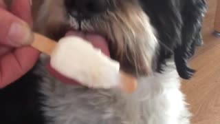 Dog enjoys ice cream