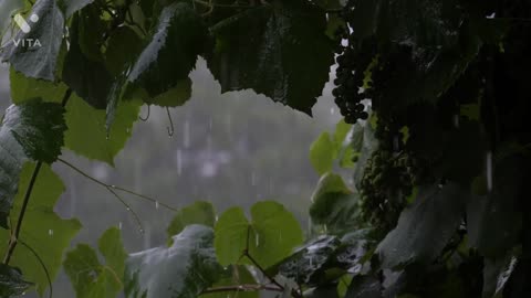 Forest Heavy Rain - Sleep Sound