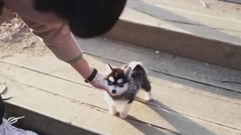 Teacup Husky Puppy. So cute!