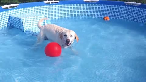 Piscine pour chien, un berger allemand dans la piscine !