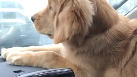 Golden Retriever Puppy Goes Attack Mode On The Windshield Wipers