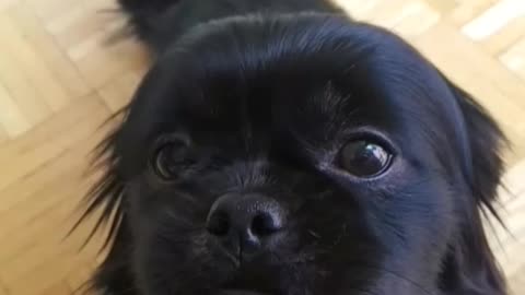 Black puppy has chin scratched on wood floor