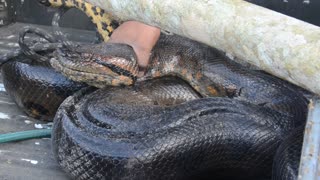 Hallan anaconda en Putumayo