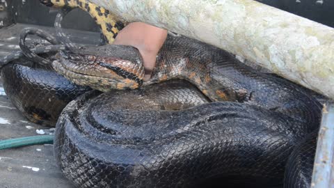 Hallan anaconda en Putumayo