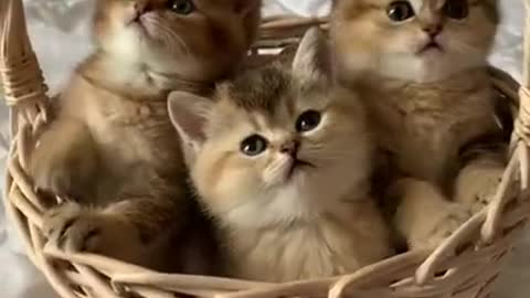 Best Funny Cats ♥ Cute Baby Animals & Funny Pets