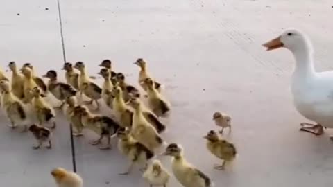 Baby Animals Funny Little duck and Dog Videos Compilation 2021