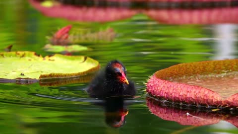 lotus flowers and leaves on water and duck