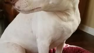 Brown white dog turns back against the tv with dog show on