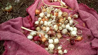 Planting onions