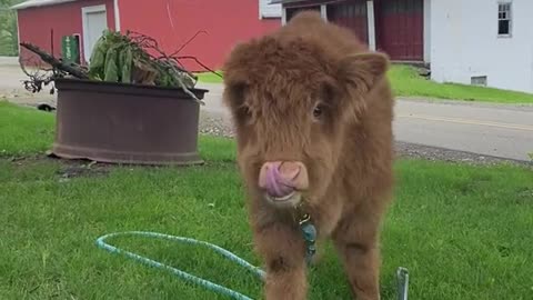 hello baby cow