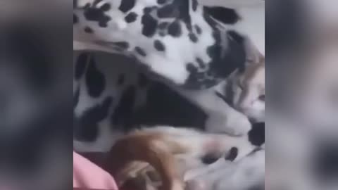 Cat and dog funny🤣🤣 comedy