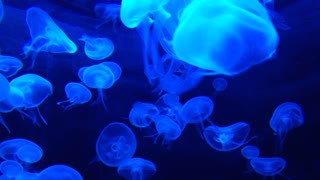 Group Of Gathered Jellyfish Tank Water