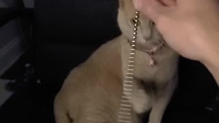 Cat has fun with magnet