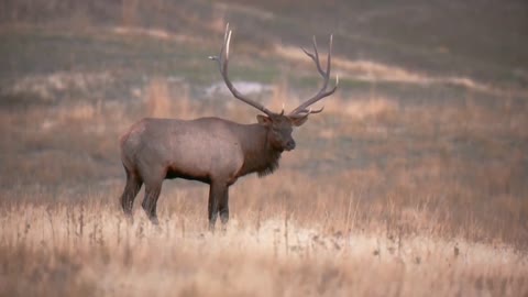 Bull Elk On The Prairie