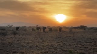 Elephant activity in the afternoon !!