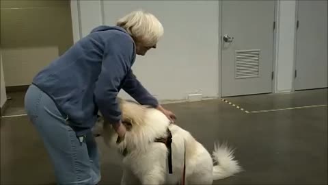 dogs video animals videos A Big Hug from a Big Dog!