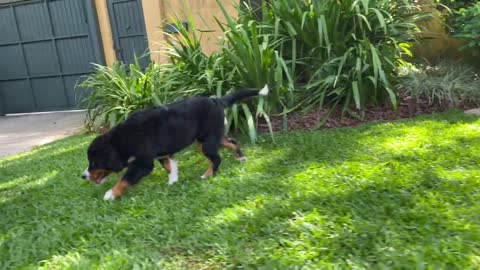 Bernese Mountain Dog - por dentro da raça