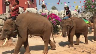 (ตอนที่ 1 งานบุญ) ไม่ต้องสงสัย พลายบัวบานเต้นเก่งได้จากใครมา!!!! elephant