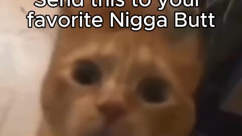 send this video to your favorite niggabutt