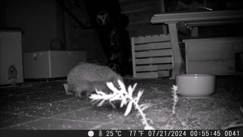 So many hedgehogs visiting in one single night - So viele Igelbesuche in einer einzigen Nacht
