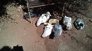 Some young Muscovy ducks