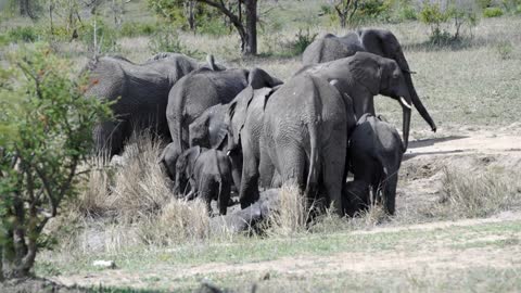 Little elephants playing around their parents in Kruger National Park South Africa