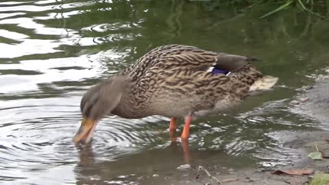 Ducks search for food in the water pool / البط يبحث عن الطعام في البركة